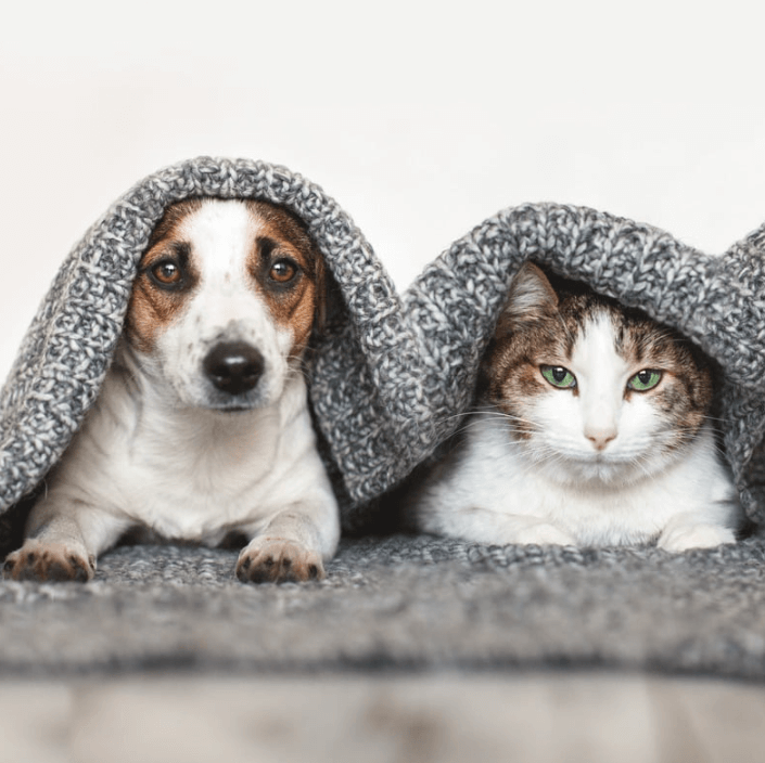 Aktive Ausgleichsflüssigkeit für Haustiere mit Hund und Katze unter einer Decke, die liebevoll zusammen ruhen.